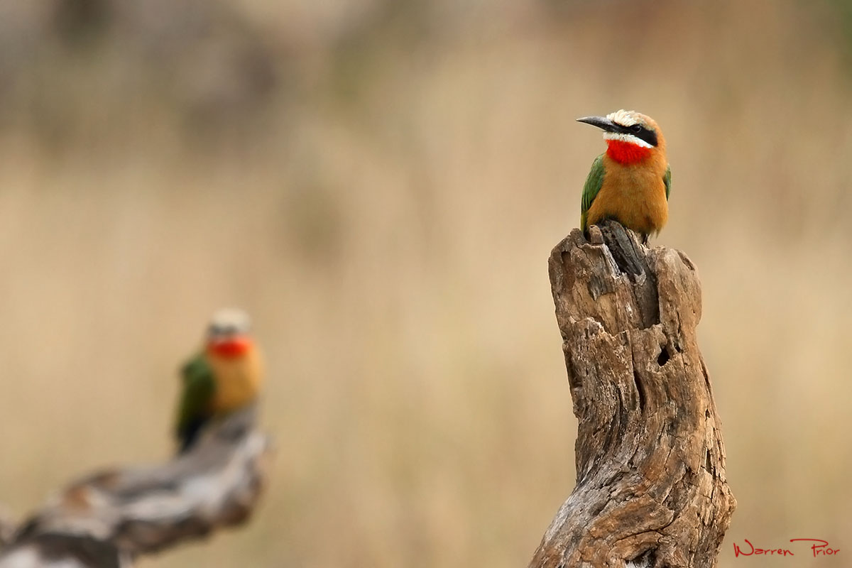 A pair of white-fronted bee-eaters at iMfolozi