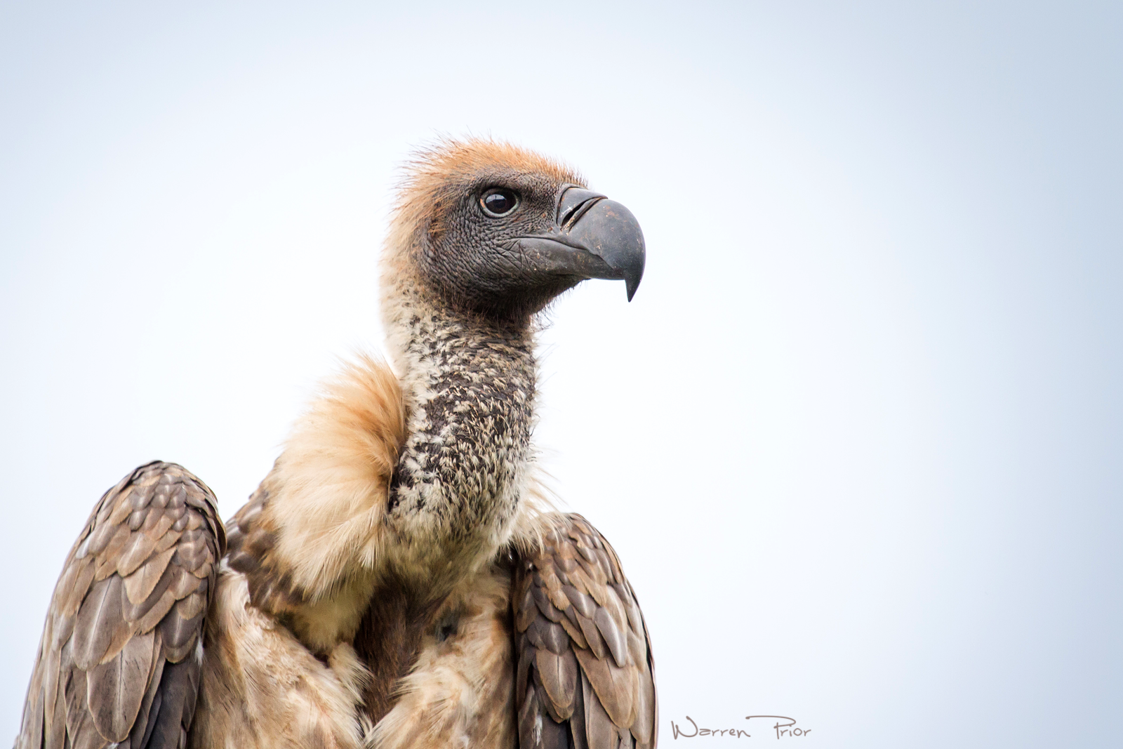 A portrait of a white-backed vulture taken at the iMfolozi game reserve in KwaZulu-Natal