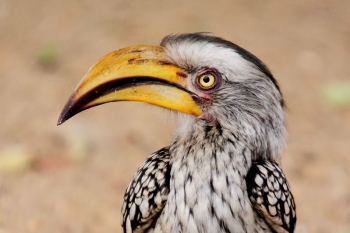 Southern yellow-billed hornbill