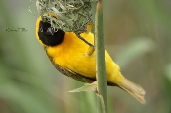 Lesser masked-weaver