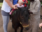 Pony rides for the kids