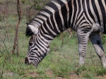 A zebra
