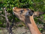 An impala