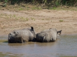 Rhino cooling off in the heat of the day