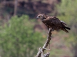 A brown snake eagle