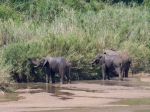 Elephants in the riverbed below Nselweni