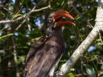 A crowned hornbill