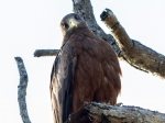A curious yellow billed kite