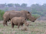 White rhino