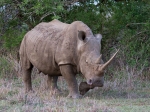 White rhino