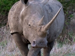 White rhino