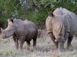 White rhino
