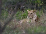 Lion in the grass