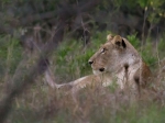 Lion in the grass
