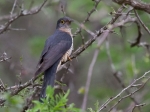 A redchested cuckoo