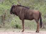 Wildebeest