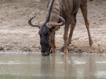 Drinking wildebeest