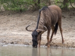 Drinking wildebeest