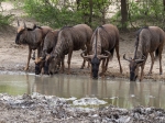 Drinking wildebeest