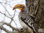 A yellowbilled hornbill