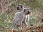 Vervet monkeys