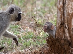 A young monkey excited to see it's mother