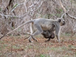 A young vervet and it's mother