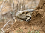A rock monitor