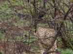 A cheetah near camp, that refused to pose