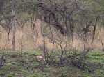 You can see how close the cheetah is to camp by the elephant fence in the background
