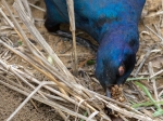 A starling collecting ants