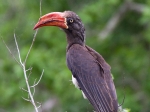A crowned hornbill