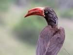 A crowned hornbill