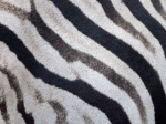 Zebra stripes