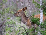 Bushbuck