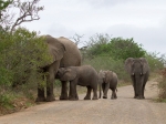A young elephant feeding