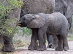 A young elephant feeding