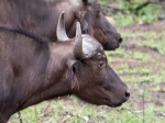 A ropy looking buffalo