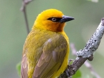 A spectacled weaver