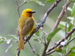 A spectacled weaver
