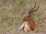 An impala