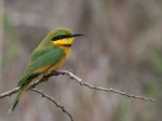 A little bee-eater