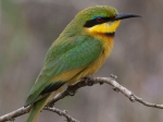 A little bee-eater