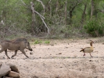 A warthog chasing a goose