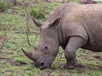 A white rhino