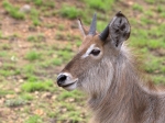 A young waterbuck