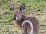 A young waterbuck