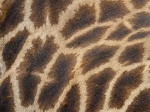 Giraffe skin