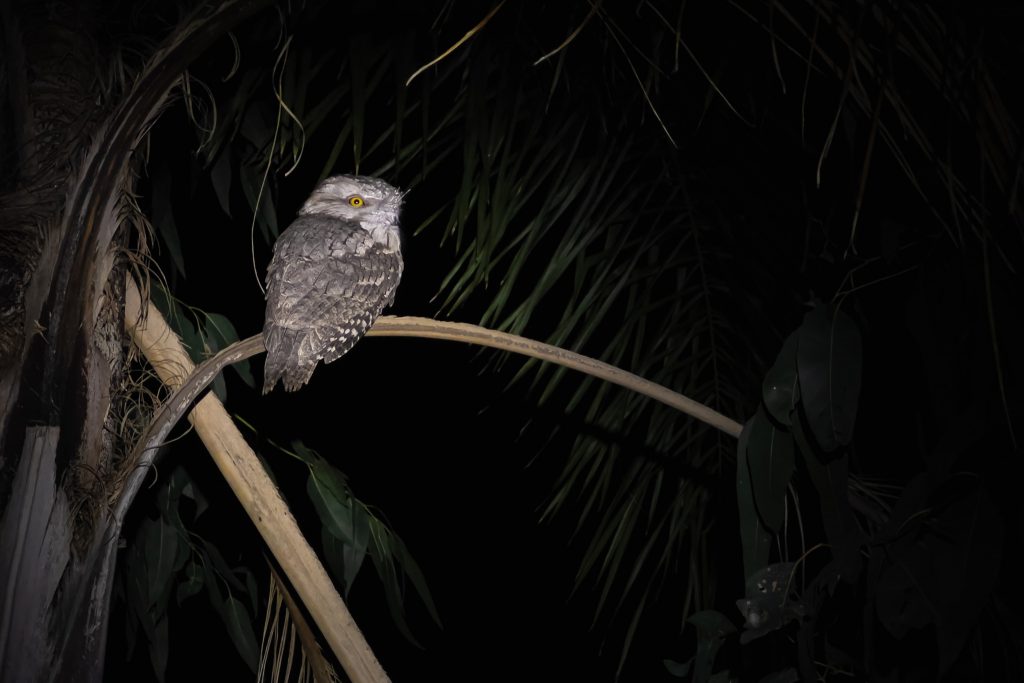 A tawny frogmouth we saw on our way to dinner after the dive