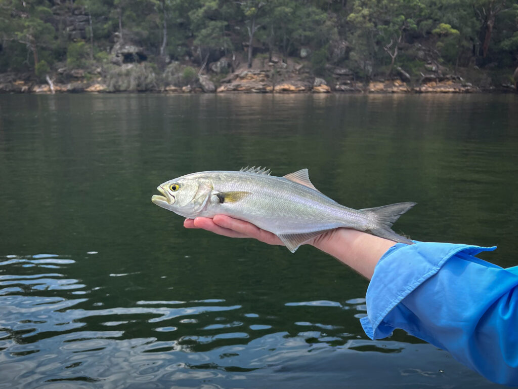 A small tailor caught in Cowan Creek
